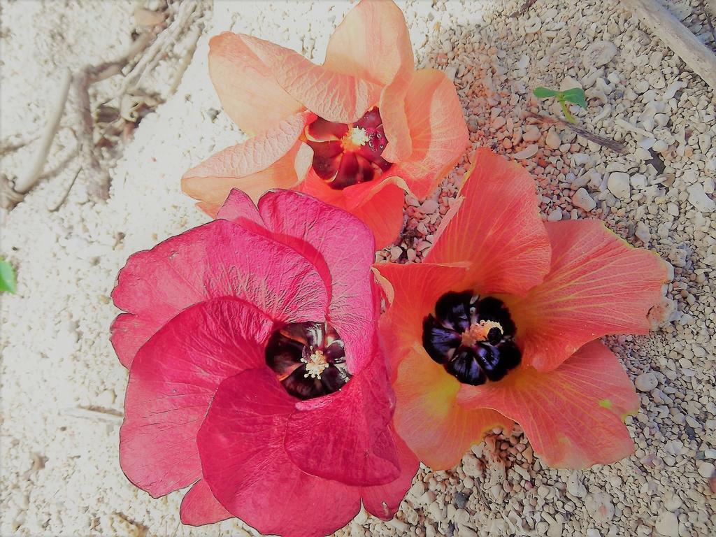 Yoisama Sunrise Beach House Ishigaki  Exterior foto